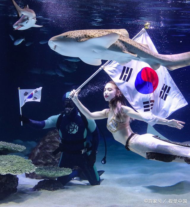 韩国美女扮演"美人鱼",与鲨鱼都在泳池里,令中国网民惊呆了